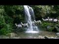 Mt. Le Conte Lodge Llama Train, Great Smoky Mountains