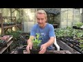 How to pot on boxwood plants at Stinky Ditch Nursery May’20