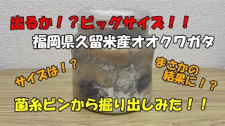 【大型血統】出るか？ビッグサイズ！！福岡県久留米産オオクワガタを菌糸ビンから掘り出してみた！【カブトムシ・クワガタ】