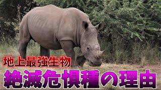 【動物紹介】地上最強生物「サイ」が絶滅危惧種な理由！？【あいうえお動物園】