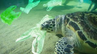 10 Unfortunate Things Caused By Plastic In The Ocean