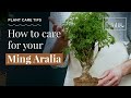 Ming Aralia Plant Care Tips 🌿 Polycias fruitcosa houseplant