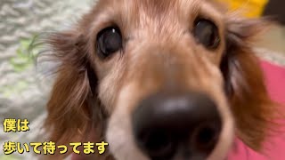 19歳老犬が飼い主をひたすら歩いて待つ姿と遊ぶ姿（老犬ダックス）（シニア犬）（ダックスフンド）