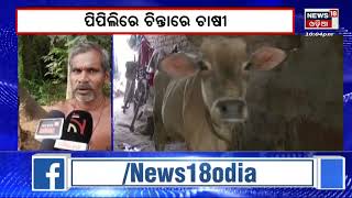 Local News | ଗାଈ ଗୋରୁଙ୍କୁ ବ୍ୟାପୁଛି ଅଜଣା ରୋଗ | Odia News