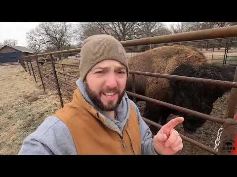 How profitable is raising bison?