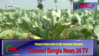 Meherpur Cauliflower cultivation _ Channel Bangla News 24 TV- on You tube