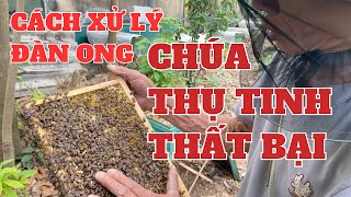 Nhận Biết Và Xử Lý Đàn Ong Khi Chúa Đi Thụ Tinh Thất Bại