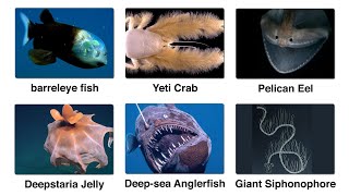 Every Strange Deep Sea Creature Explained