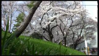 千鳥ヶ淵の桜　市ヶ谷　皇居周辺　2010年4月1日