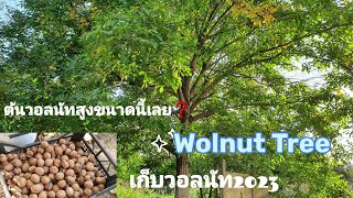 เก็บวอลนัท2023 ต้นวอลนัทสูงขนาดนี้เลย❓️Wolnut Tree