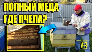 СЛЕТ ПЧЕЛ ОСЕНЬЮ. ПОЧЕМУ УЛЕТАЮТ ПЧЕЛЫ ОСЕНЬЮ? ИСЧЕЗНОВЕНИЕ ПЧЕЛ. ПЧЕЛОВОДСТВО ДЛЯ НАЧИНАЮЩИХ