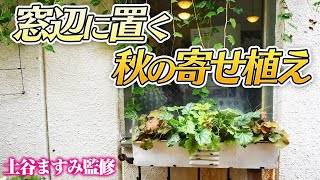 【秋の寄せ植え】窓際に置くカラーリーフの寄せ植え