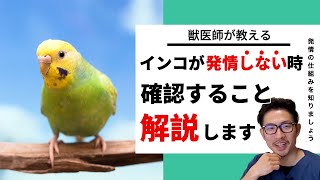 【質問コーナー】終盤落雁制作裏話あり！インコ昼と夜でフンの形状が違う…。なぜなの？時々羽がちぎれそうになっている…色も変です。理由を教えて欲しい！なかなか水浴びをしてくれない…。などにお答えしました！