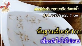 10ข้อพื้นฐาน เลี้ยงลูกกุ้ง1cm ยังไงไม่ให้ตาย !! ข้อมูลละเอียดยิ๊บ