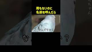 用もないのに名前を呼んだらそらちゃんに怒られた #おしゃべりインコ