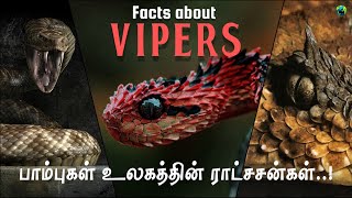 Facts about vipers | Viper snake tamil | Bioworld | Pit vipers | Camouflage | Fangs | Venom | BW