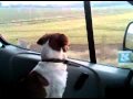 Diesel Dog singing to lady gaga ,02.3GP