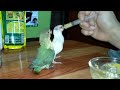 My hand feed african lovebirds & parakeet...