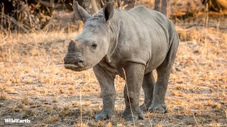 A baby bloom - SafariLIVE Sunset - 07 November 2024