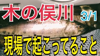 【渓流釣り 木の俣川】解禁日 釣り人それぞれの頑張り。River Healing Channel （リバヒ）