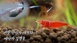 새로 꾸민 30큐브에 생물병기 투입! / 새 친구 메다카