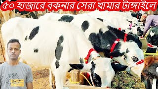 ৫০ হাজারে বকনার সেরা খামার টাঙ্গাইলে I বকনা কিনে গাভী তৈরি করে বিক্রি করেন লাভও বেশি I বকনা কিনুন