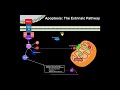 apoptosis the extrinsic pathway