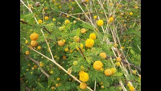 Acacia caven / Aromito / Caven / Churqui / Espinillo / Espino / Flora argentina