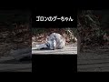 ゴロンのグーちゃん2025 02 16 shorts cat 地域猫 ねこ