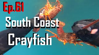 Grabbing Crayfish from the Main Road!!| Catch and Cook | Wellington diving | EP.61