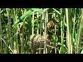 trstenjak mlakar acrochepalus palustris marsh warbler birds of croatia