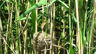 Trstenjak mlakar , Acrochepalus palustris , Marsh Warbler -- Birds of Croatia