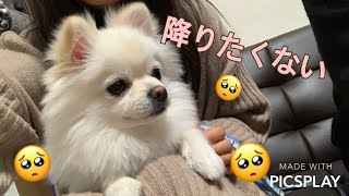 何度も膝の上に乗ってくるポメラニアン Pomeranian dose not want to get off my knee