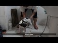 목욕하는날ㅣbath day french bulldog