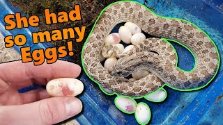 An 18-Egg Clutch from our Pastel Hognose!!