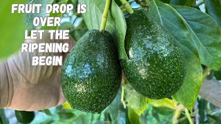 Multi Grafted Avocado Tree Fruit Drop is Over | Mexicola Grande Fruit is First to Ripen