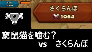 サマナーズウォー無課金最強への道74　鼠は猫に勝てないらしい(´-ω-`)　ギルバト　あ９び VS さくらんぼ【Summoners War 】