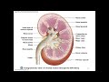 Chapter 26 Urinary System