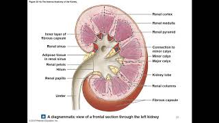 Chapter 26 Urinary System