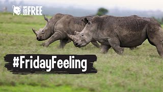 #FridayFeeling - Running rhinos