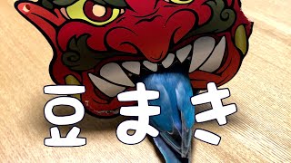 節分！豆まきをするボタンインコ【ボタンインコのぶーちゃん】