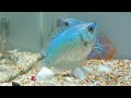 the power of powder blue a guide to raising and caring for gourami fish trichogaster lalius