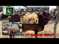 14 August Sale | Hyderabad bypass Mandi | Hyderabad Cow Mandi 2024