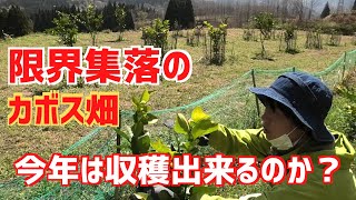 柑橘類「カボス」の成長を確認して貰う！今年から収穫出来そう！