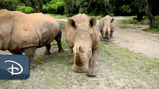 Big News for Disney’s Animal Kingdom on World Rhino Day | Walt Disney World Resort