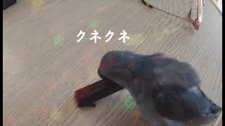 マメルリハのクネクネダンス