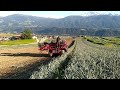 Verhoest Leek Harvester fill Cabbage Boxes film, arrachege poireaux , preirooien