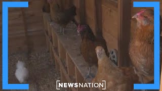 Bird flu may spread undetected from animals to humans: Report | Morning in America