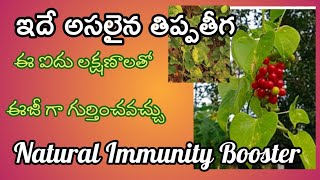 తిప్ప తీగ నీ గుర్తించడం ఎలా/How to find Amruthavalli/Giloy/Guduchi/Natural immunity Booster/తిప్పతీగ