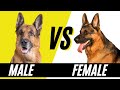 Male VS Female German Shepherd - Difference between Male and Female German Shephers